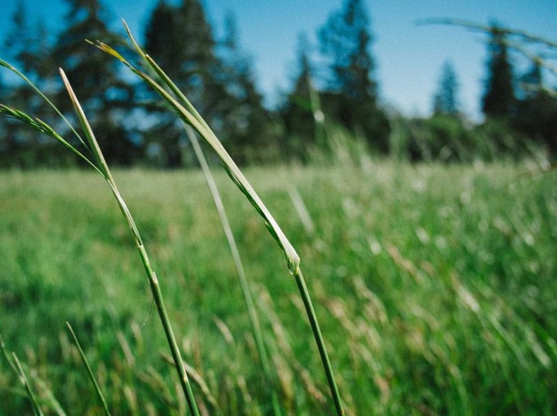 telegram官网漏洞赏金计划安全研究员参与
