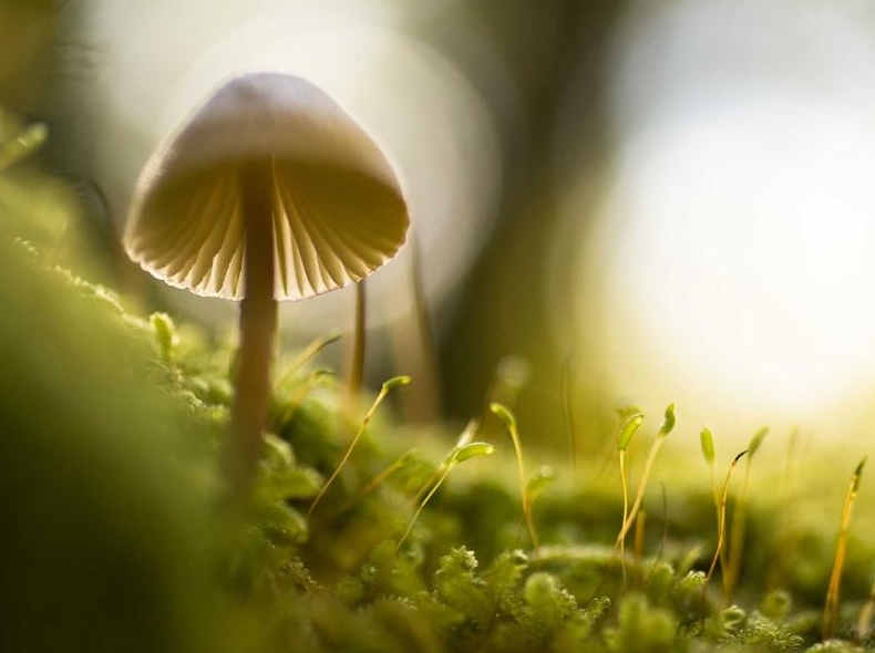 telegram下载秘密聊天端到端加密验证方法