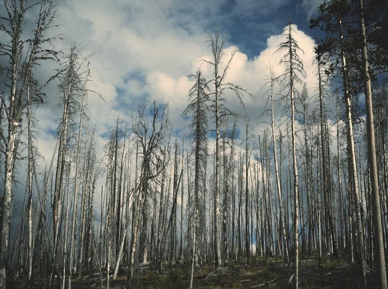 telegram官网字体大小调整与界面缩放设置