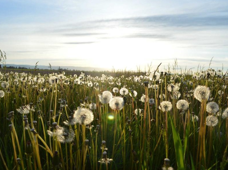 telegram下载开源客户端替代方案对比