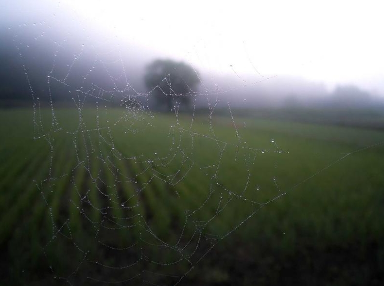 telegram下载Edge浏览器插件兼容性测试结果